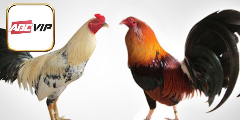 Bổ sung dinh dưỡng đúng chuẩn trong giai đoạn gà tơ