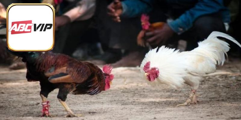 Quy tắc áp dụng trước trận đấu công khai