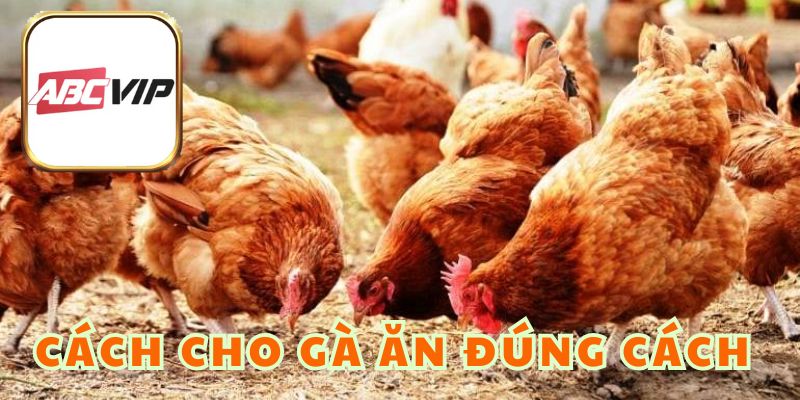 Cách Cho Gà Ăn Đúng Cách - Chế Độ Dinh Dưỡng Theo Kế Hoạch
