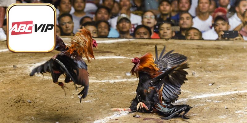 Chế độ ăn sau thi đấu cực kỳ quan trọng đối với chiến kê