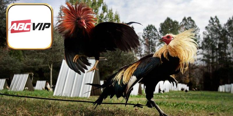 Đá gà cựa dao ấn tượng nhờ vũ khí tạo sát thương