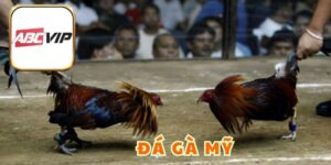 Đá Gà Mỹ - Loại Hình Tạo Nên Không Gian Siêu Mãn Nhãn