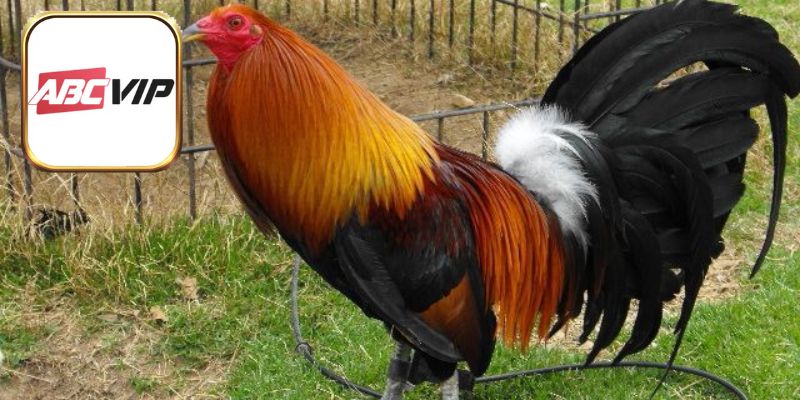 Đá gà Mỹ đỉnh cao tạo sự thu hút đặc biệt