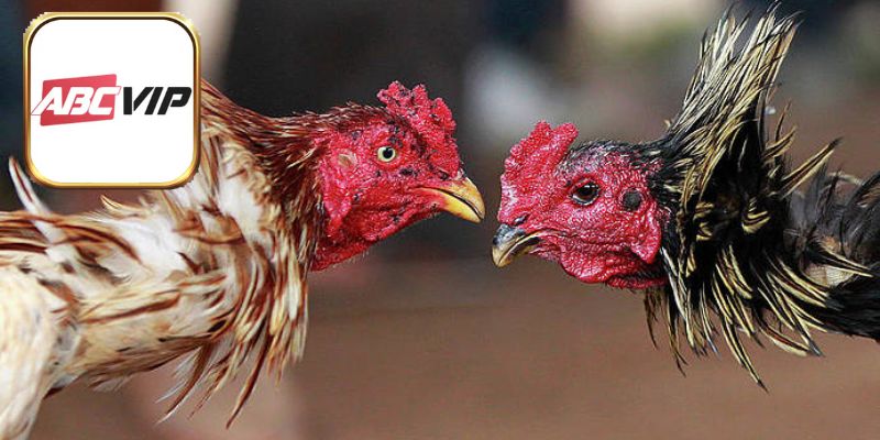 Vai trò cực quan trọng trong cách cho gà ăn đúng cách