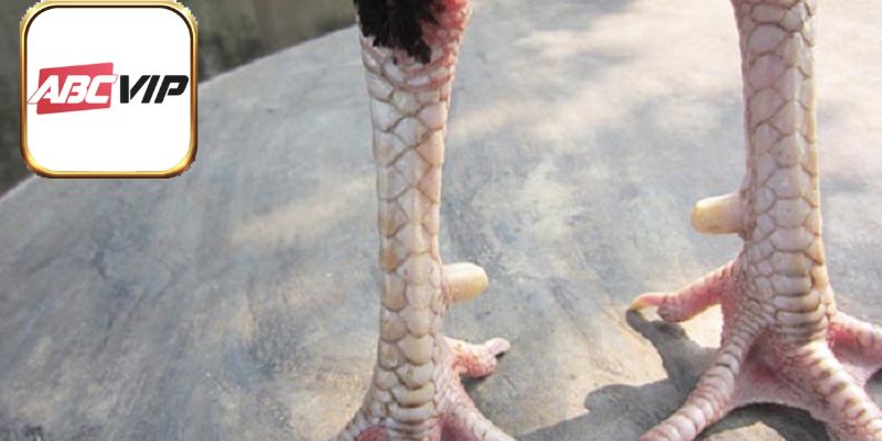7 loại vảy gà chọi xấu phổ biến trên thị trường