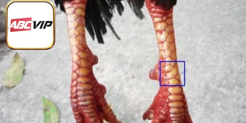 Cách chọn vảy đẹp khi đá gà cho người mới