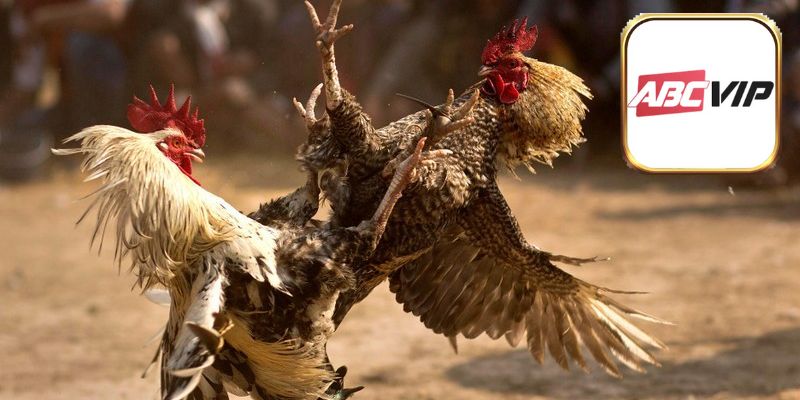 Đá gà cựa dao ấn tượng nhờ vũ khí siêu mạnh mẽ