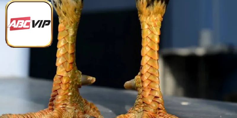 Giống gà sở hữu vảy độ tiền nhỏ rất xấu