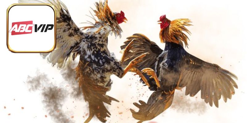 Tính năng highlight siêu chất lượng đáp ứng nhu cầu hội viên