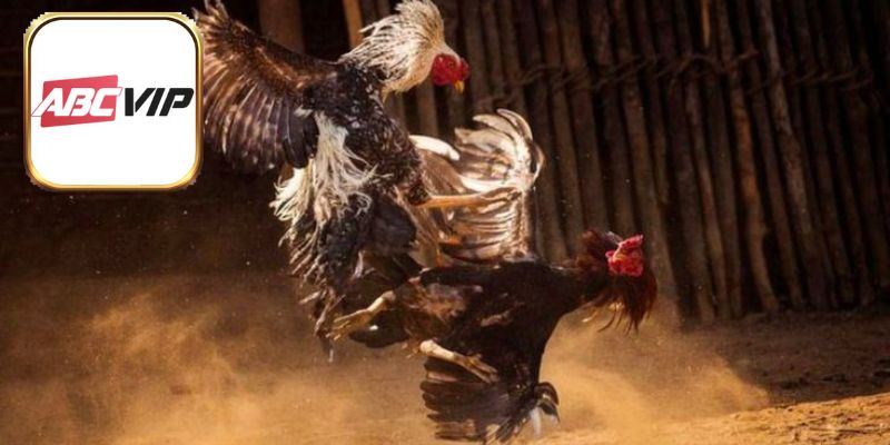 Tổng quan loại hình đá gà online siêu ăn khách