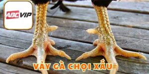 Vảy Gà Chọi Xấu Là Gì Và Dấu Hiệu Nhận Biết Để Tránh Mua Nhầm